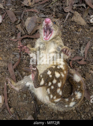 Avvistato-tailed quoll (Dasyurus maculatus), fam. Dasyuridae, subadult maschio, Guy Fawkes National Park, Australia Foto Stock