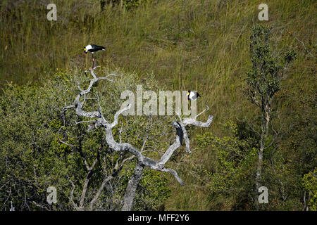 A sella fatturati cicogne (Ephippiorhynchus senegalensis) poggiante su albero morto. La sella-fatturati Stork razze di paludi e di altre zone umide e di solito è Foto Stock