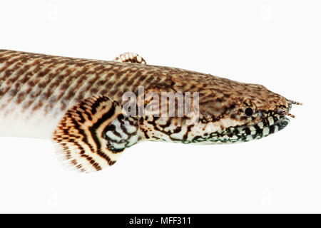 Polypterus pesce (Polypterus ornatipinnis). Noto anche come Bichir ornati. Distr.'Africa centrale e orientale: Bacino del fiume Congo, il lago Tanganica. Wate fresco Foto Stock