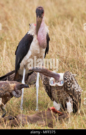 La Ruppell Vulture o Ruppell il grifone (Gyps rueppellii) con Marabou stork (Leptoptilos crumeniferus) in background. Masai Mara riserva nazionale. Ke Foto Stock