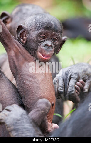 Bonobo/scimpanzé pigmeo (Pan paniscus) per adulti e giovani giocando, Santuario Lola Ya Bonobo scimpanzé, Repubblica Democratica del Congo. Captive
