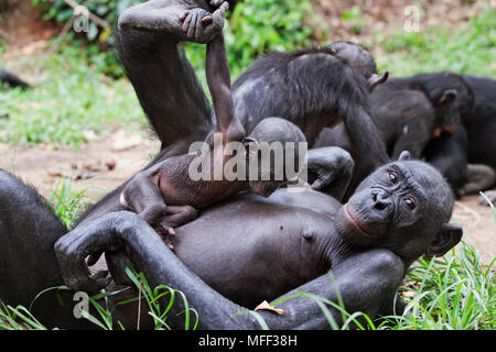 Bonobo/scimpanzé pigmeo (Pan paniscus) Interazione della famiglia, santuario Lola Ya Bonobo scimpanzé, Repubblica Democratica del Congo. Captive Foto Stock