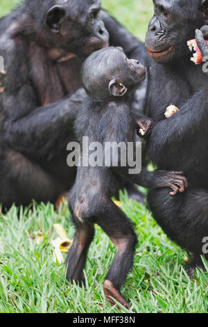 Bonobo/scimpanzé pigmeo (Pan paniscus) Interazione della famiglia, santuario Lola Ya Bonobo scimpanzé, Repubblica Democratica del Congo. Captive Foto Stock