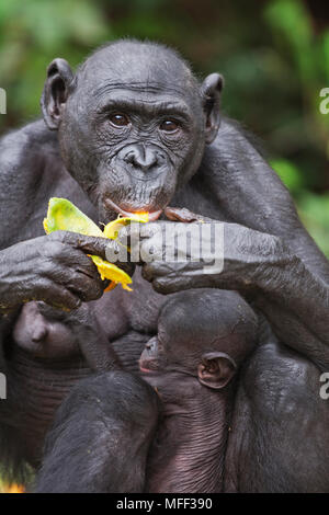 Bonobo/scimpanzé pigmeo (Pan paniscus) i giovani e gli adulti su alimentazione frutta, Santuario Lola Ya Bonobo scimpanzé, Repubblica Democratica del Congo. Captiv
