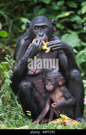 Bonobo/scimpanzé pigmeo (Pan paniscus) per adulti e giovani alimentazione sulle banane, Santuario Lola Ya Bonobo scimpanzé, Repubblica Democratica del Congo. Capt