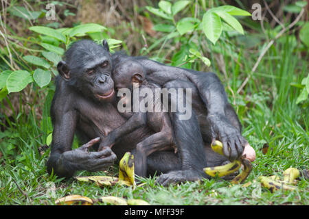 Bonobo/scimpanzé pigmeo (Pan paniscus) madre e giovani, Santuario Lola Ya Bonobo scimpanzé, Repubblica Democratica del Congo. Captive Foto Stock