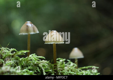 Tre i funghi magici crescono in MOSS Foto Stock