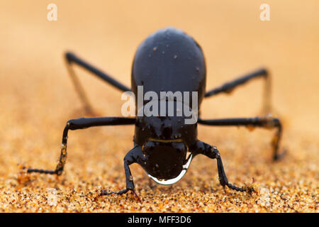 Il deserto del Namib beetle (genere Stenocara) vive in una delle zone più aride con solo uno e mezzo pollice (40 mm) di pioggia all'anno, e ha sviluppato Foto Stock