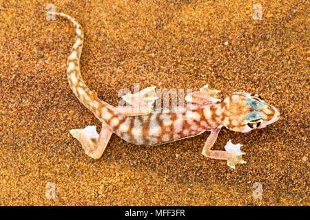 Web-footed Gecko (Palmatogecko blocchi rangei) Dist. Namib Desert, Namibia. Namib-Naukluft N.P, Namibia Foto Stock