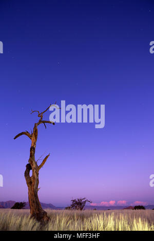 Thorn Tree al tramonto. Scenario che mostra l'ecologia unica di sud-ovest il deserto del Namib o pro-Namib. NamibRand Riserva Naturale, Namibia Foto Stock