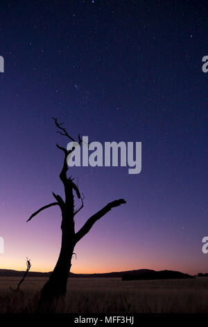 Thorn Tree al tramonto. Scenario che mostra l'ecologia unica di sud-ovest il deserto del Namib o pro-Namib. NamibRand Riserva Naturale, Namibia Foto Stock