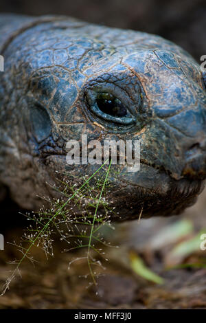 La tartaruga gigante (Geochelone gigantea). Le specie vulnerabili. Seychelles Isola di Cousin. Dist. isole Seychelles. Foto Stock