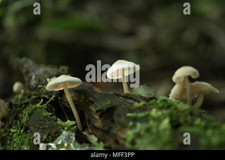 Tre i funghi in un tronco di albero con moss Foto Stock