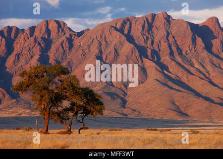 Thorn Tree al tramonto con le montagne sullo sfondo.scenario che mostra l'ecologia unica di sud-ovest il deserto del Namib o pro -Namib. NamibRand Natur Foto Stock