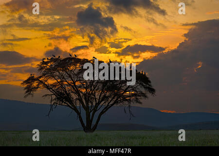 Acacia con bianca europea cicogne al tramonto.nel nord del Kenya Foto Stock