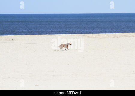 La spiaggia di Point Pleasant Beach, New Jersey, STATI UNITI D'AMERICA Foto Stock