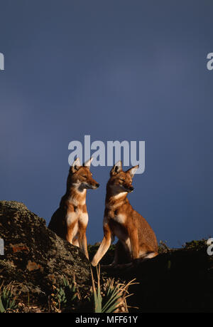 Lupi etiope due seduta Canis simensis montagne balla Nat'l parco, Etiopia. Mondo Canidae più rari. Foto Stock