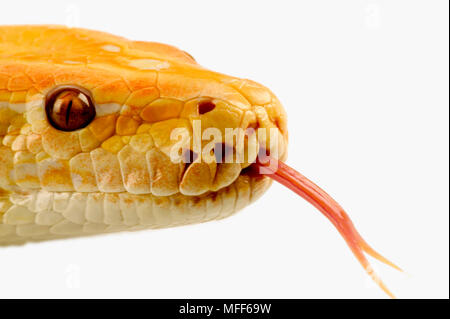 PYTHON birmano che mostra lingua biforcuta Python molurus bivittatus Sud Est asiatico Foto Stock