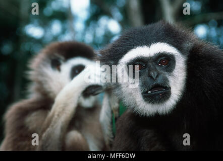 Bianco-consegnato gibbone coppia Hylobates lar specie vulnerabili Foto Stock