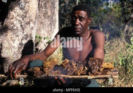 HONEYBEE pettine detenute da uomo Apis mellifera adansonii raccolti nella tradizionale maniera africana. Il Botswana, Africa Foto Stock