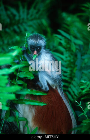 ZANZIBAR Red Colobus Procolobus badius kirkii femmina con i giovani. Isola di Zanzibar, Tanzania. Endemica. In via di estinzione. Foto Stock