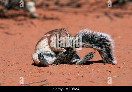 Scoiattolo di terra Xerus inauris toelettatura del Sud Africa Foto Stock