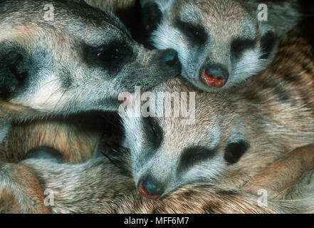 SURICATE O MEERKAT Suricata suricatta toelettatura & huddle insieme quando dorme Deserto Kalahari, Sud Africa Foto Stock