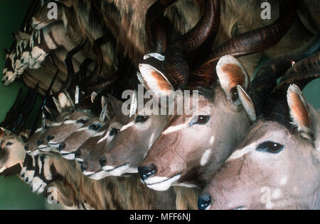 KUDU montate teste su parete in negozio di tassidermia. Namibia Foto Stock