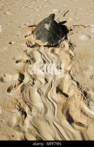 Tartaruga EMBRICATA Eretmochelys imbricata teste femminili torna al mare dopo la deposizione delle uova. Le Seychelles. Distribuzione: tropicale e subtropicale oceani wor Foto Stock