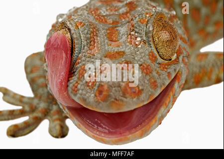 Vino di Tokay GECKO Gekko gecko usando la lingua per pulire l'occhio. Distribuzione: il sud-est asiatico. Foto Stock