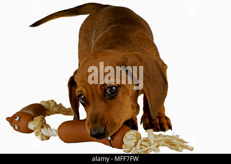 Miniatura bassotto cane domestico su sfondo bianco. Dieci settimane vecchio cucciolo. Nome 'Monty' (di proprietà rilasciato) Foto Stock