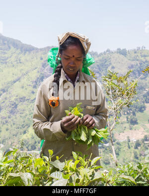Ritratto di donna raccolta di foglie di tè in piantagione di tè, Ella, Badulla District, provincia di Uva, Sri Lanka, in Asia. Foto Stock