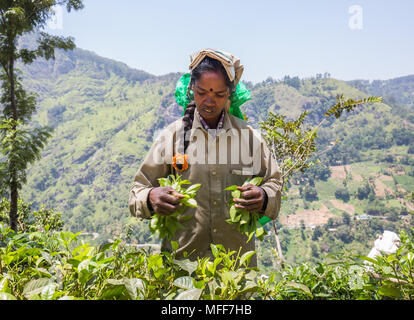 Ritratto di donna raccolta di foglie di tè in piantagione di tè, Ella, Badulla District, provincia di Uva, Sri Lanka, in Asia. Foto Stock