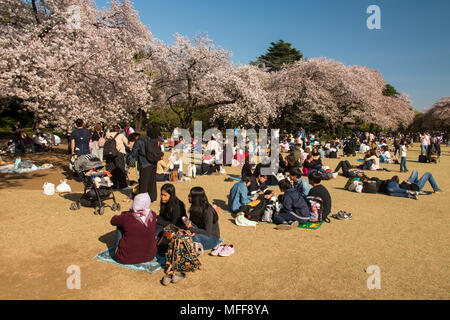 Il tempo del partito in Shinjuku Gyoen il Giardino Nazionale, Tokyo, celebrazione la fioritura dei ciliegi. Foto Stock