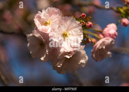 Fiore di Ciliegio in Shinjuku Gyeon il Giardino Nazionale, Tokyo, Giappone. Foto Stock