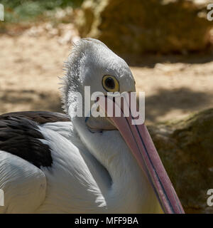 Pellicano australiano (Pelecanus conspicillatus) presso lo Zoo di Adelaide. Il South Australia. Foto Stock