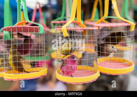 Il canto degli uccelli in gabbie a venditore ambulante shop a Bali, in Indonesia Foto Stock