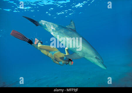 Grosser Tuemmler (Tursiops truncatus) und Schnorchlerin, Marsa Alam, Aegypten ha | tursiope (Tursiops truncatus), snorkeler, Marsa Alam, Egitto Foto Stock