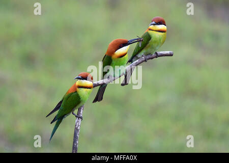 Tre di castagne e guidato i gruccioni (Merops leshnaulti) appollaiato su un ramoscello nel Parco Nazionale di Khao Yai in Tailandia Centrale Foto Stock