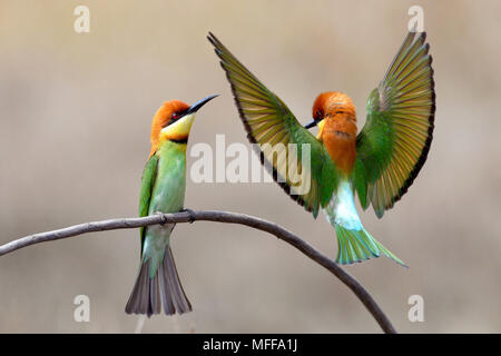 Una coppia di castagne e guidato i gruccioni (Merops leshnaulti) appollaiato su un ramoscello nel Parco Nazionale di Khao Yai in Tailandia Centrale Foto Stock