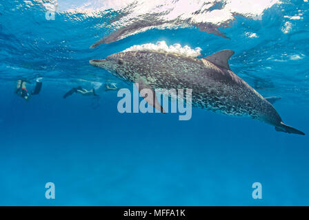 Snorkeler e macchiato atlantico (delfini Stenella frontalis), Grand Bahama, Bahamas Foto Stock