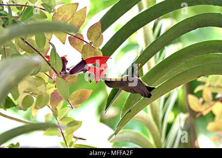 Una femmina di oliva-backed Sunbird (Cinnyris jugularis) alimentazione da fiori in un giardino di Bangkok Foto Stock