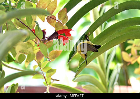 Una femmina di oliva-backed Sunbird (Cinnyris jugularis) alimentazione da fiori in un giardino di Bangkok Foto Stock