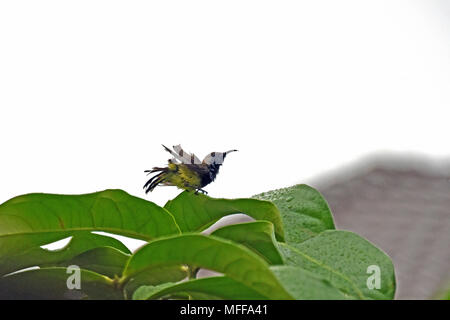 Un maschio di oliva-backed Sunbird (Cinnyris jugularis) prendere un bagno in acqua di pioggia che ha raccolto su foglie della cera di un albero di mele in un giardino di Bangkok Foto Stock