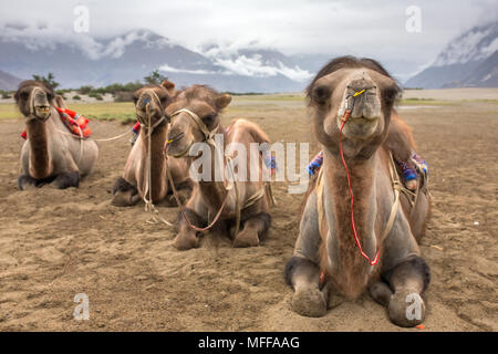 Camel safari nella Valle di Nubra in Ladakh, India Foto Stock