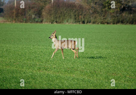 Giovani il capriolo (Capreolus capreolus) in velluto, di camminare su un campo. Foto Stock