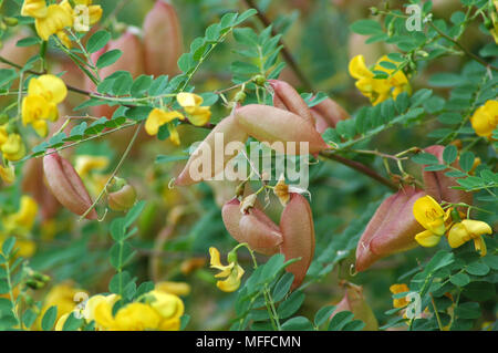 Semi gonfiato baccelli di vescica comune senna (Colutea arborescens). Foto Stock