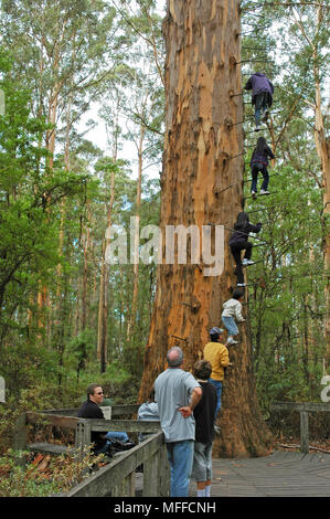 Persone che salgono il Gloucester Tree, un gigantesco albero Karri una volta usato come fire lookout, Gloucester National Park, Australia occidentale, Aprile. Mondiali di talles Foto Stock