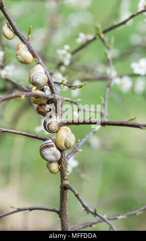 Brown a labbro lumache (Cepaea nemoralis) aestivating su Biancospino Foto Stock