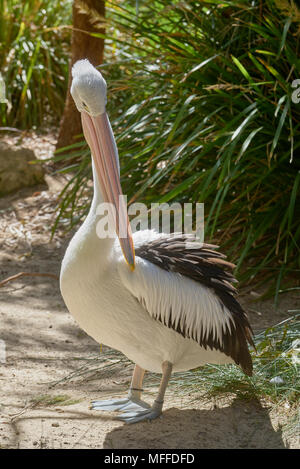 Pellicano australiano (Pelecanus conspicillatus) presso lo Zoo di Adelaide. Il South Australia. Foto Stock